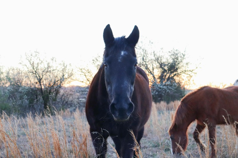 prévention vétérinaire du cheval