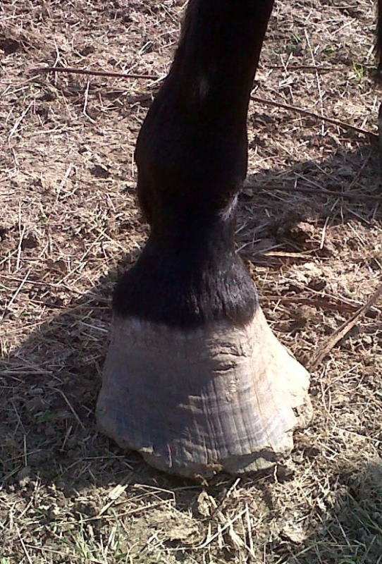 Maltraitance des chevaux