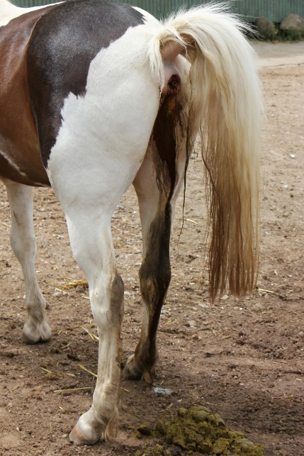 SYNDROME DE KOTWESSER CHEZ LES CHEVAUX