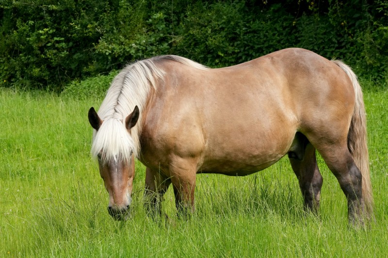 Amidon et alimentation du cheval