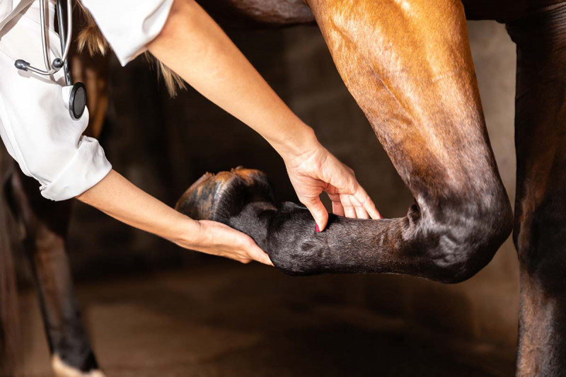 Comment soigner une tendinite chez le cheval
