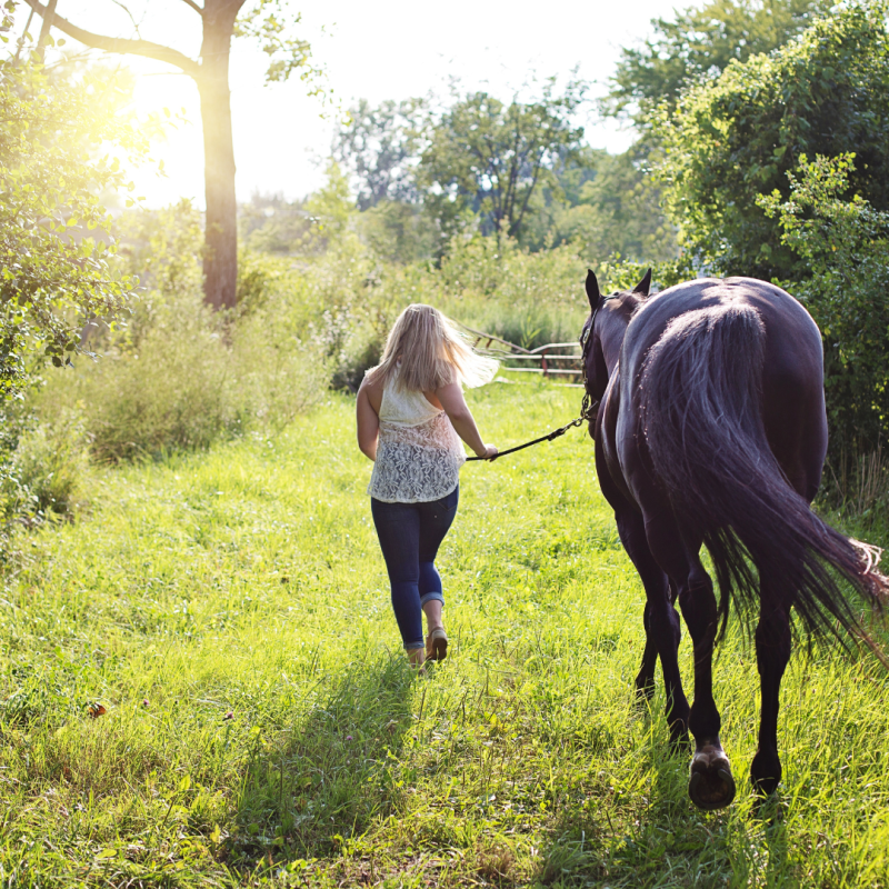 Le headshaking de votre cheval