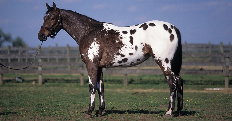 APPALOOSA