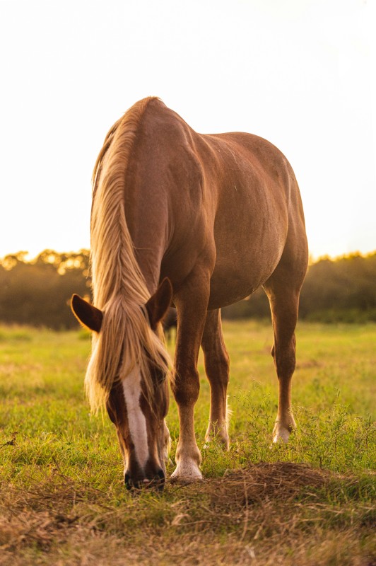 MICROBIOTE DU CHEVAL