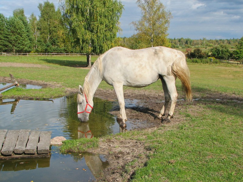 Fièvre de West Nile chez les chevaux