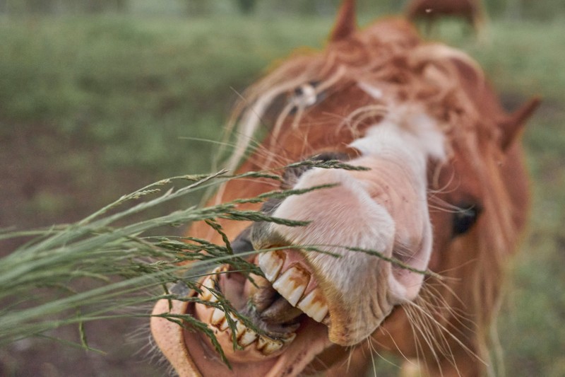prévention dentaire du cheval