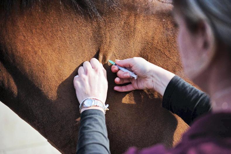 Le médical training du cheval