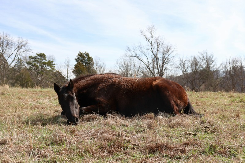 URGENCE VETERINAIRE CHEZ LE CHEVAL