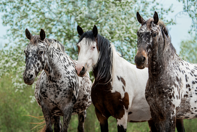 Gènes et génotypes impliques dans la couleur du cheval
