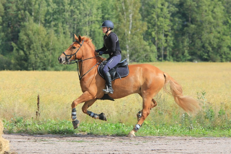 Prendre soin de son cheval