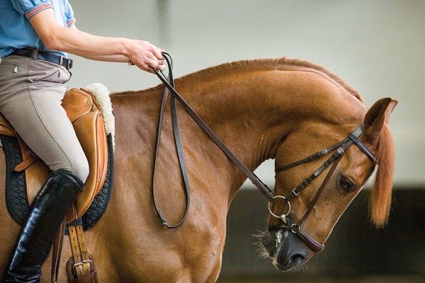 Conflit de processus épineux du cheval