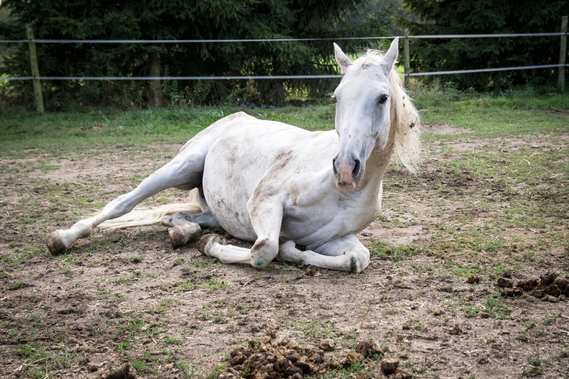 Lipomes du cheval âgé