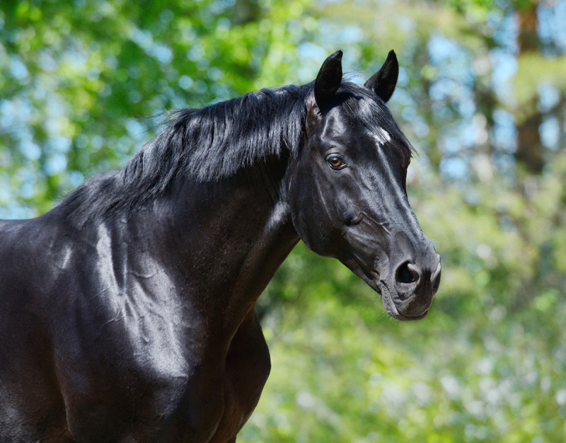 LA GENETIQUE DANS LA ROBE DU CHEVAL