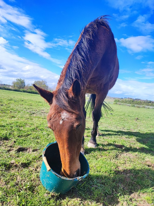Insuffisance renale chez le cheval