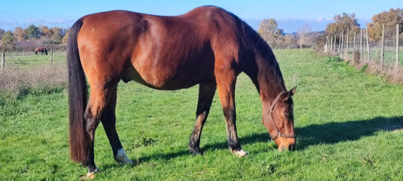 Assurance cheval et la durée de vie d'un équidé