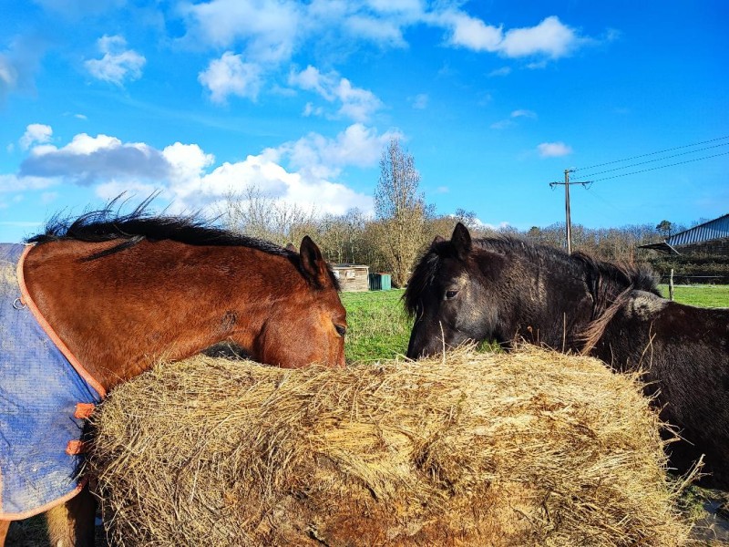 Alimentation du cheval