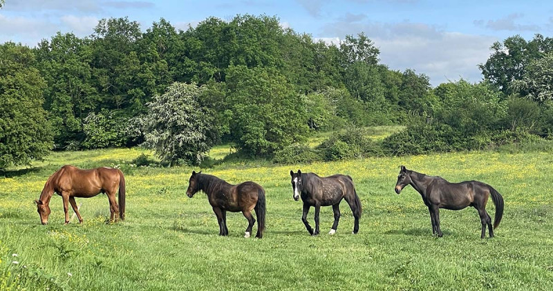 Assurance équidé hipassur vous dit tout sur l'age moyen d'un cheval