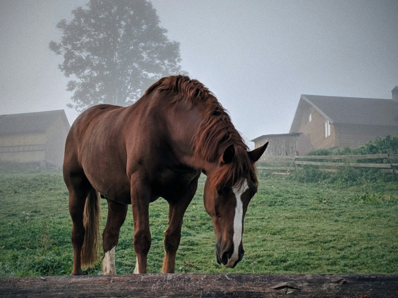 URGENCE VETERINAIRE DES CHEVAUX