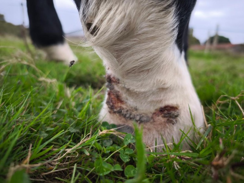 L’insuffisance hépatique des chevaux