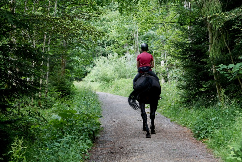 Récupération du cheval