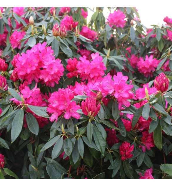 RHODODENDRON