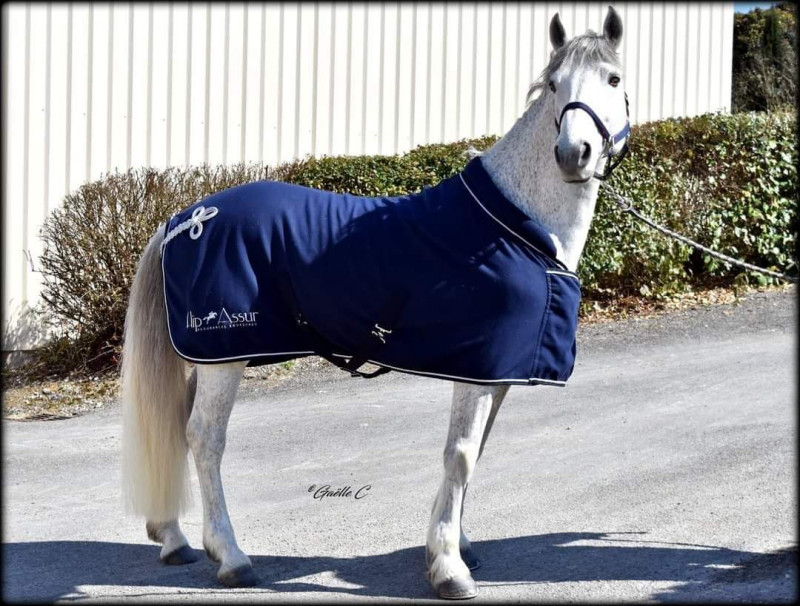 Assurance cheval hipassur - Killaughey