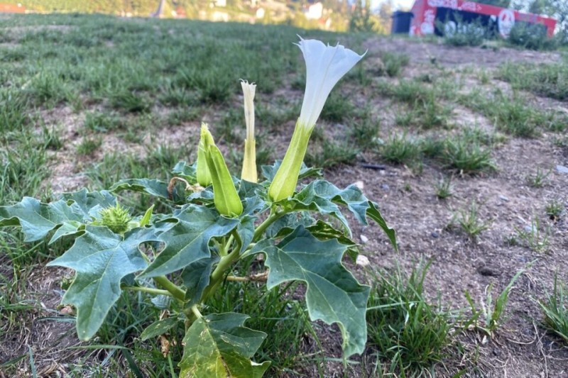 DATURA