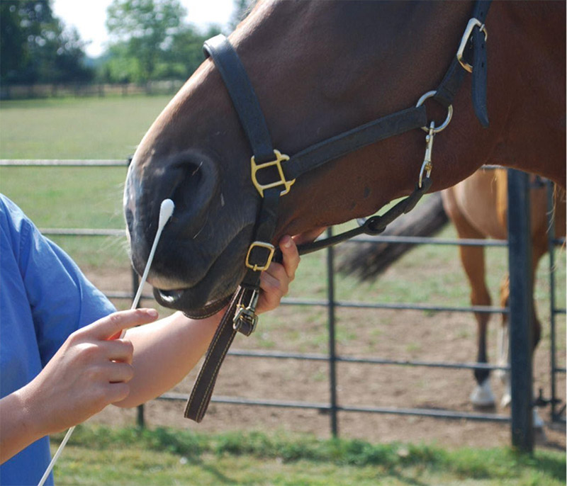 La rhinopneumonie des chevaux