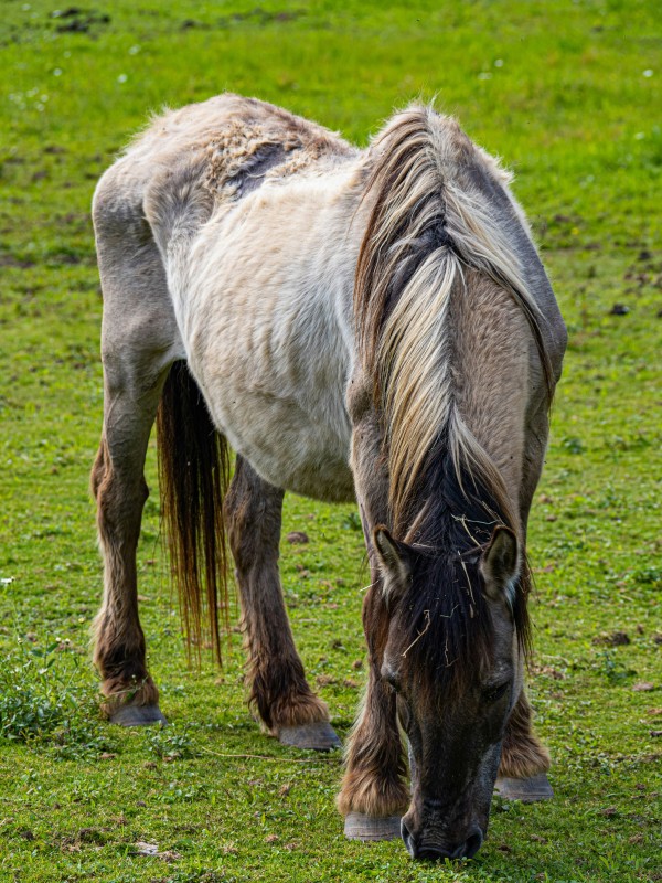 Renforcer le suivi vétérinaire du cheval