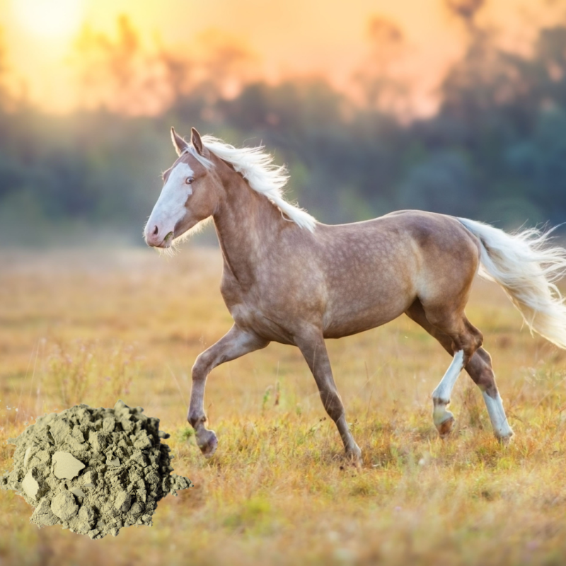 Argile bienfaits sur les chevaux