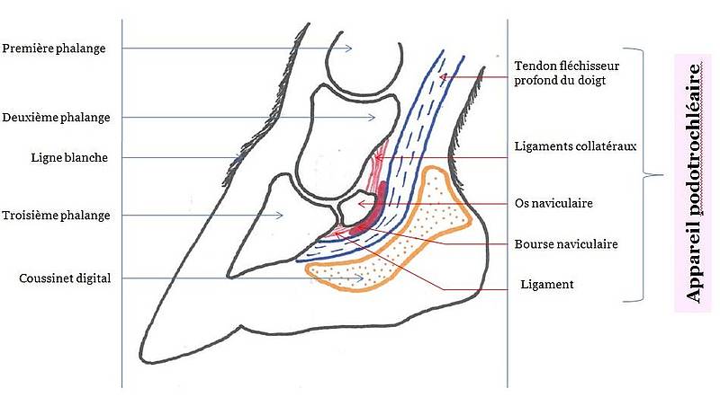 syndrome naviculaire des équides