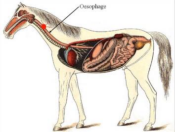 Oesophage du cheval