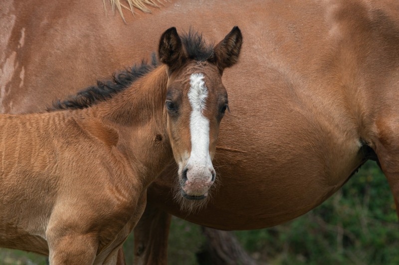 Sous nutrition du poulain