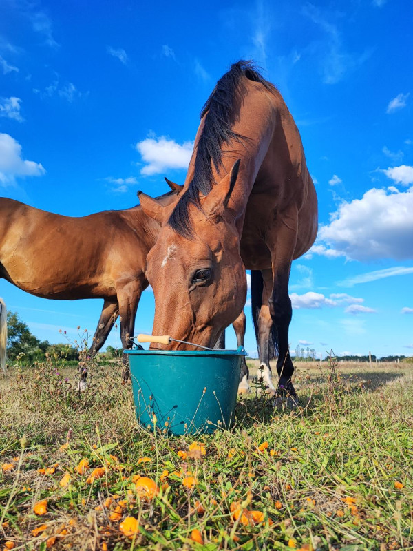 Obstruction oesophage du cheval