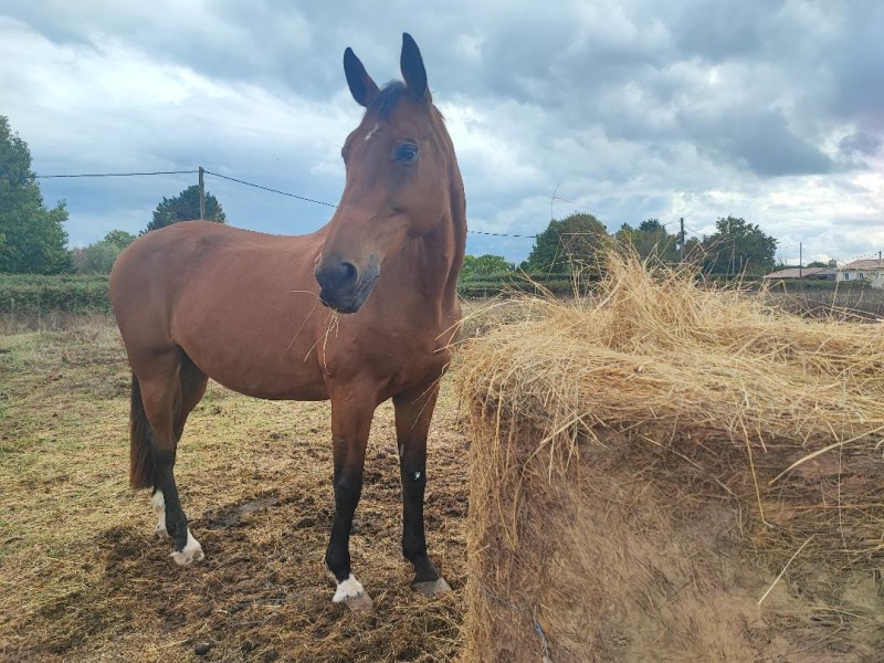 Hipassur reconnaitre le Harper Australien chez le cheval