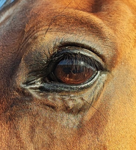 Oeil du cheval par Hipassur