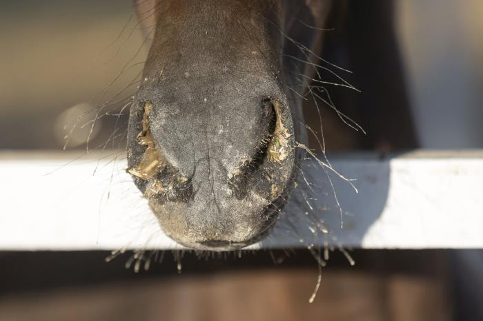 La rhinopneumonie équine