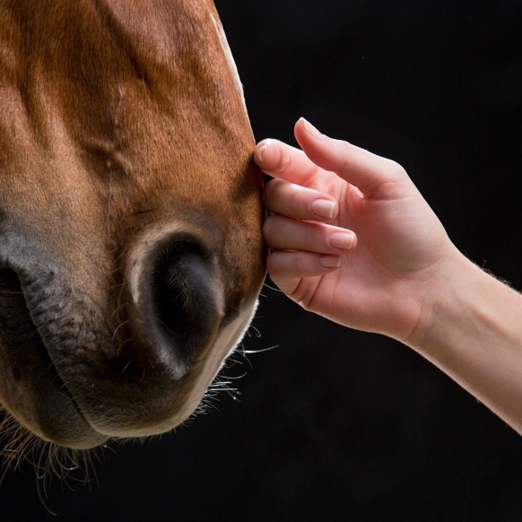 La santé de nos chevaux