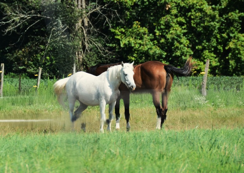 Condition de vie du cheval