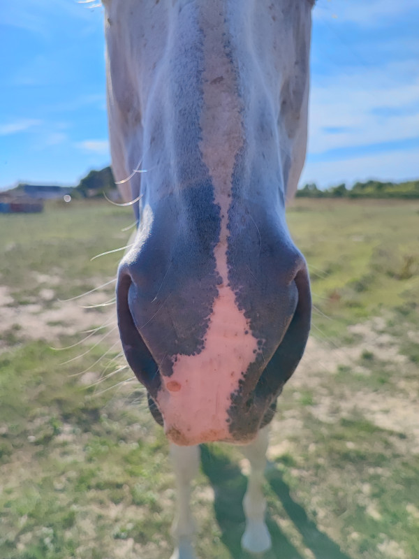 Photosensibilisation nez du cheval