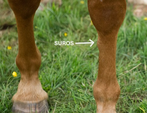 Le suros des chevaux