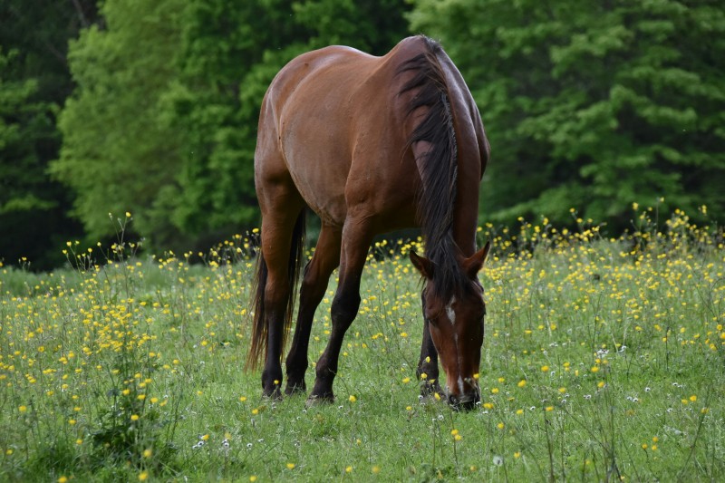 Cheval en bonne santé au pré