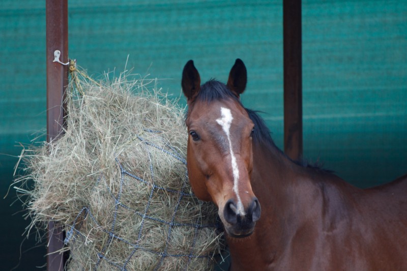 PERTE MUSCLE CHEVAL