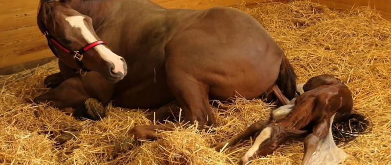 POULINAGE CHEZ LE CHEVAL