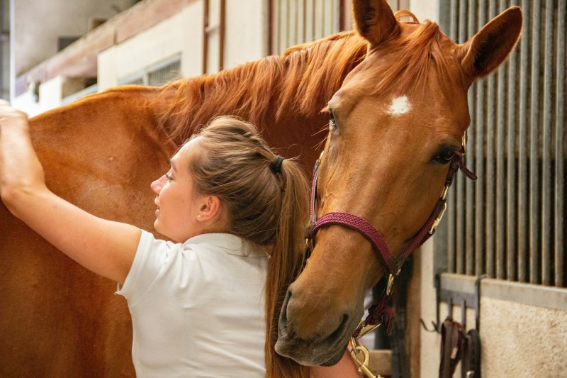 Baisse de forme chez l'équidé