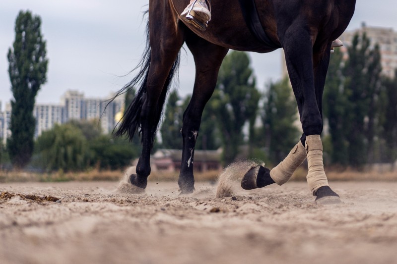 préserver la santé du cheval