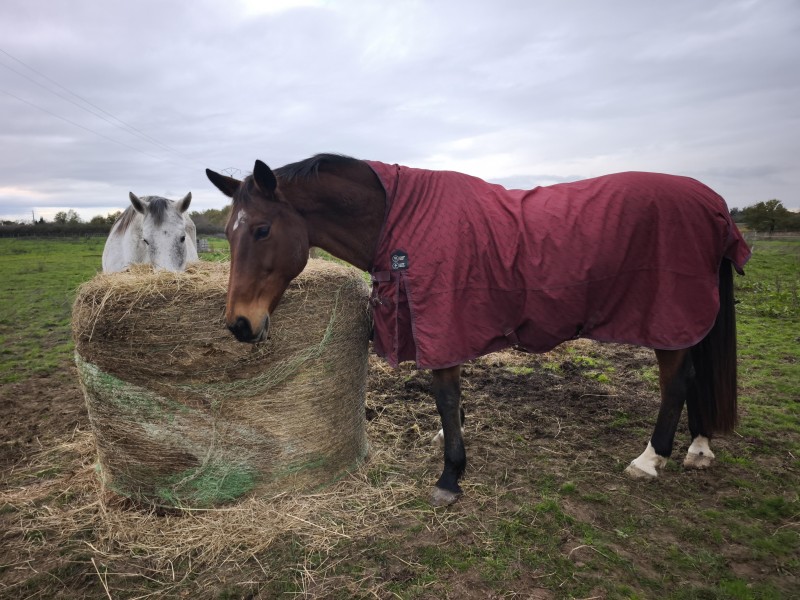 Couvrir ses chevaux