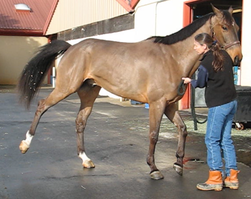 Le syndrome de Shivering chez les chevaux