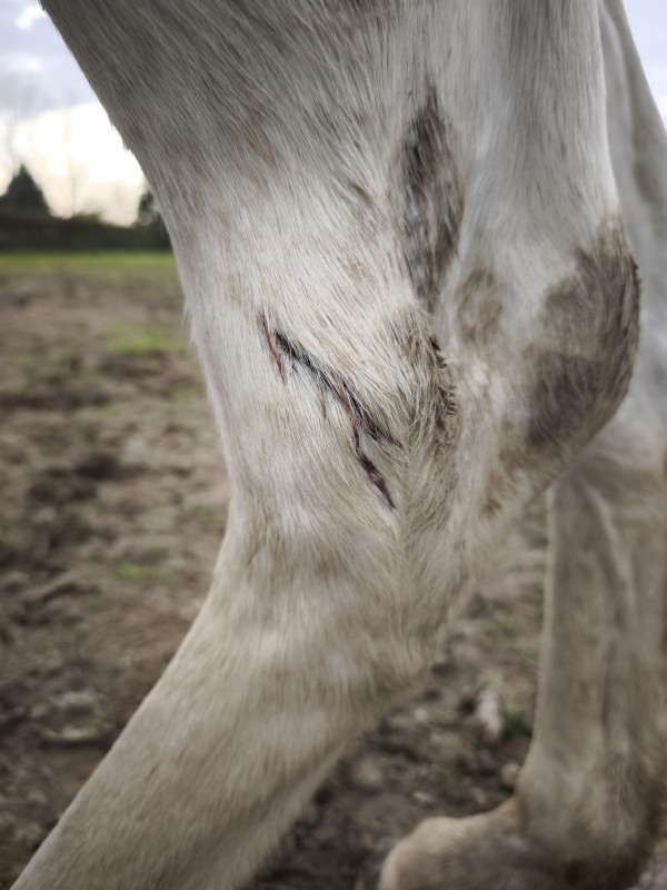 L’arthrite septique chez les chevaux