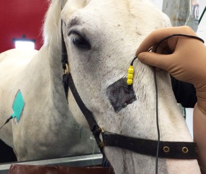 ELECTRO STIMULATION SUR LE CHEVAL